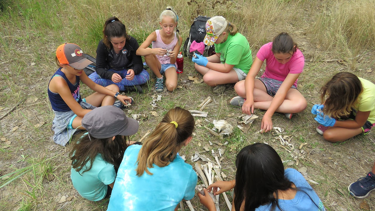 Girls putting together an animal skeleton in the outdoors.