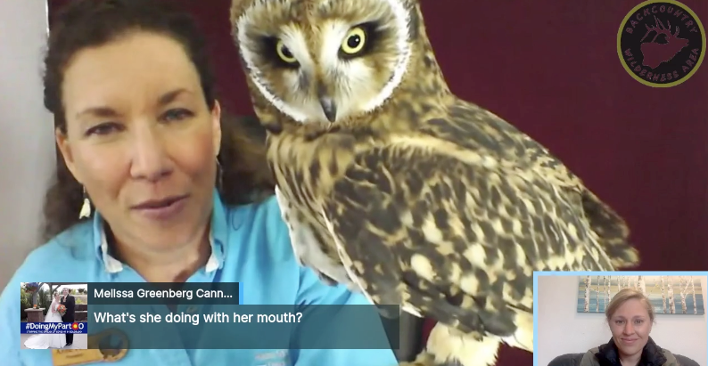 Nature Chat: Short-Earred Owl