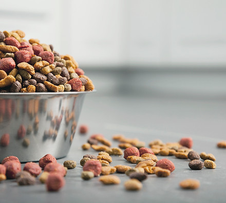 dog food