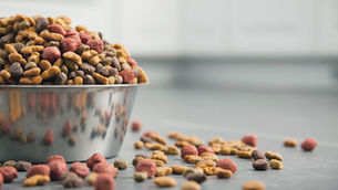 bowl of dog food