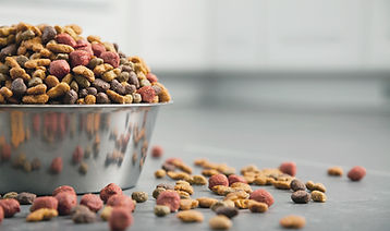 Dog Food Bowl