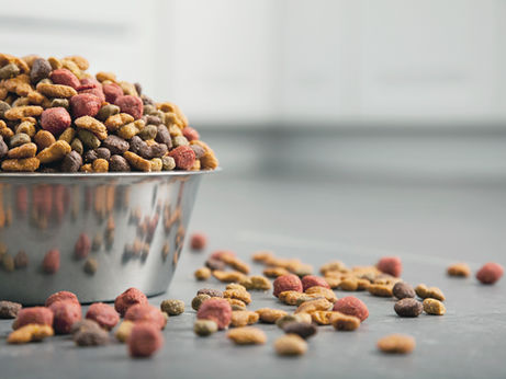 What should I feed My Dog?