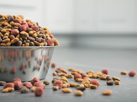 The Ultimate Guide to Feeding Your Pet: Nutrition Tips for a Happy & Healthy Life