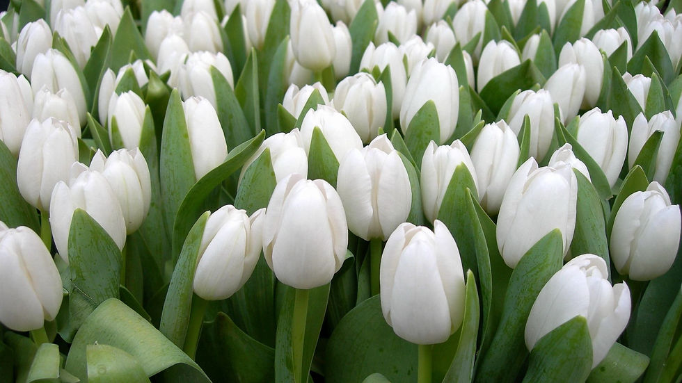 Wallpaper spring herbs beauty tulips flowers white - Wallpapers HD.jpg