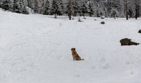 Dog in the snow - Solang Valley, India