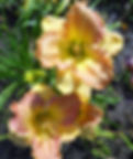 Thumbnail: Ball Seedling