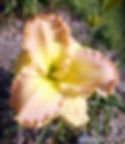 Ball Seedling