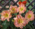 Thumbnail: Audrey Elaine McCullough