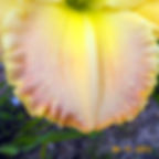 Thumbnail: Ball Seedling