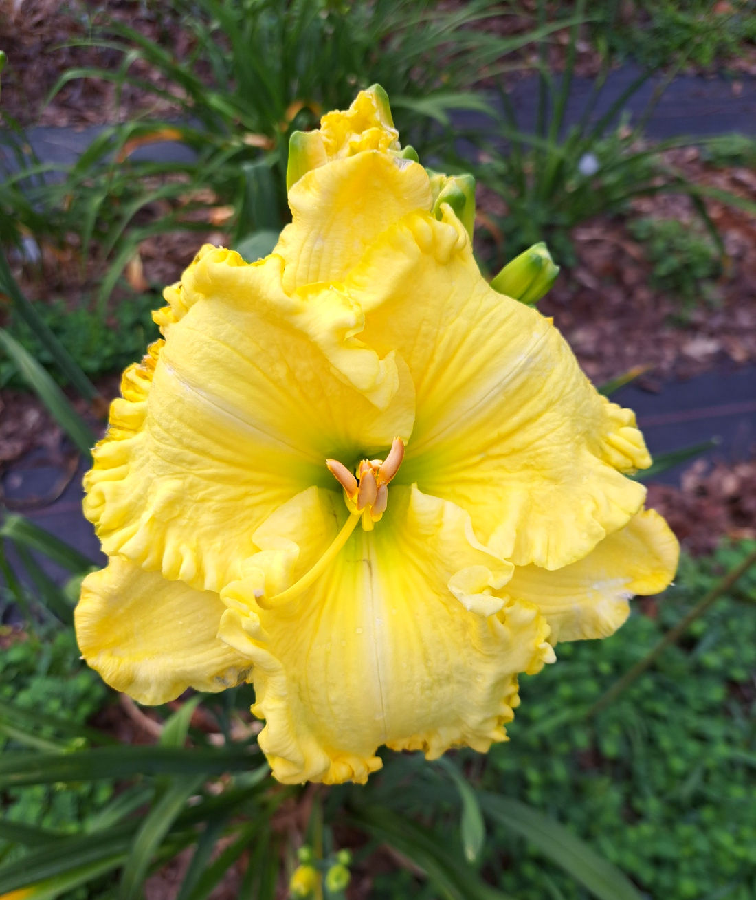 Carolina High Society