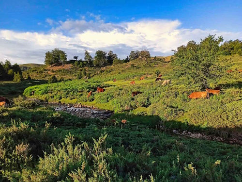 foret vache montagne