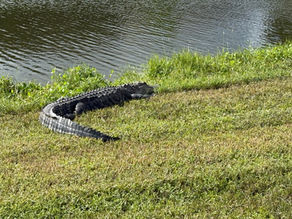 A Love-Hate Letter to Florida Golf (Where the Alligators are the Least of Your Worries)