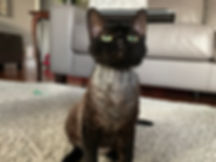 IMG_7186.jpeg
