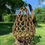 Thumbnail: Horseshoe Pear with Leaf