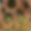 Thumbnail: Horseshoe Apple with Leaf