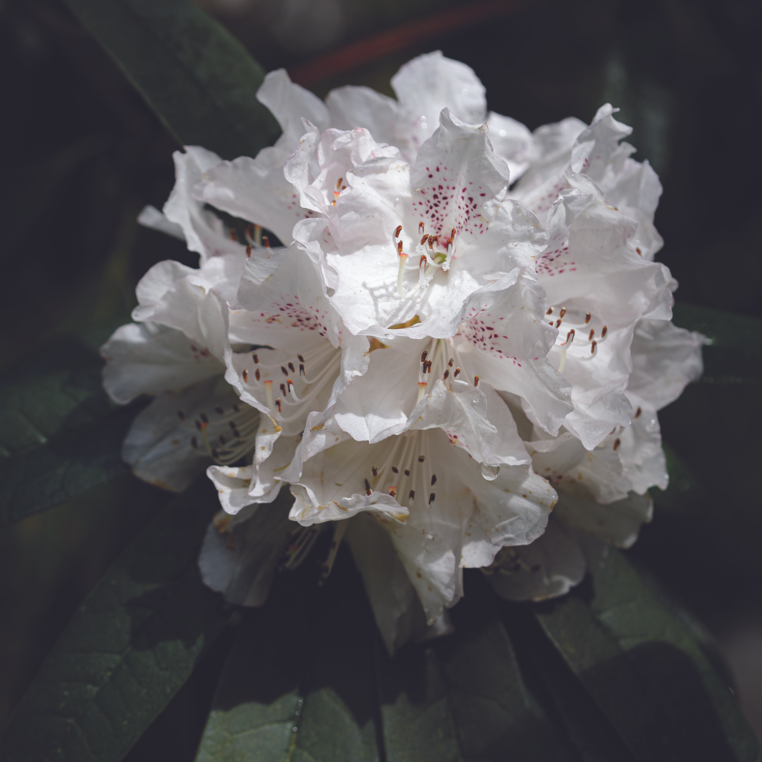 Pale Rhododendron