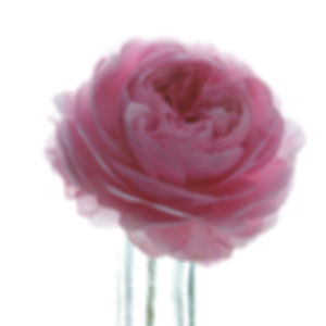 5" Square Princess Anne Rose