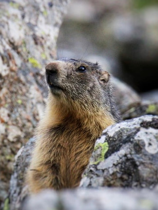 Marmotte alpine sortant la tête entre deux rochers