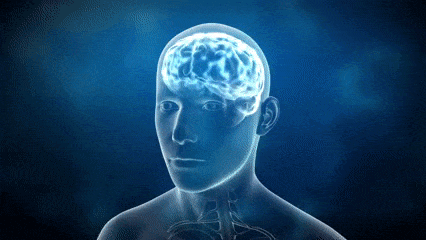 cerebro.gif