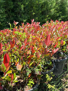 Alev Çalısı (Photinia x fraseri ‘Red Robin’)