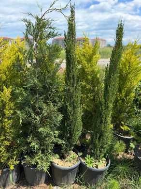 Kalem Selvi (Cupressus sempervirens)