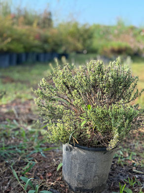 Çalı Kekiği (Thymus vulgaris)