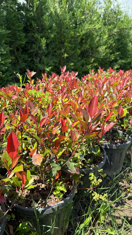 Alev Çalısı (Photinia x fraseri ‘Red Robin’)