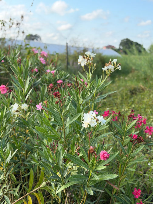 Zakkum (Nerium oleander)