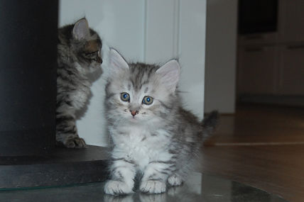2 hannkatt 6 uker