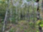 Balancing Wildlife Habitat with Timber Production