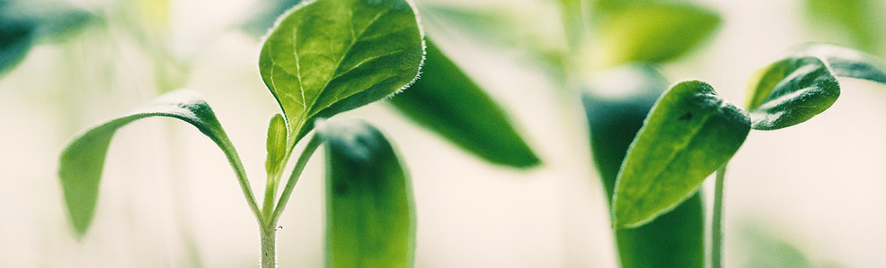 New Growth