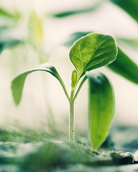 New Growth