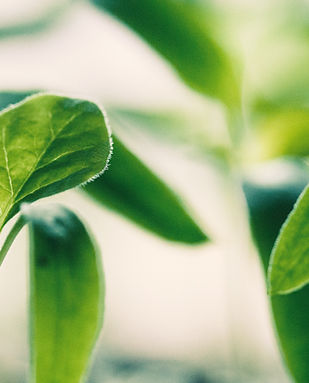 New Growth