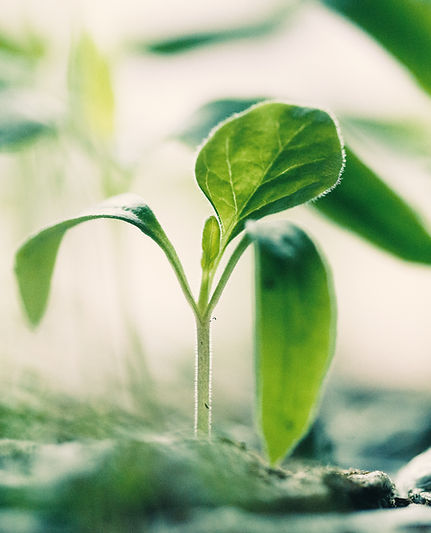 New Growth