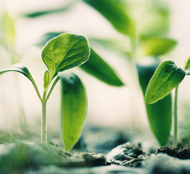 Green Sprouting Plants