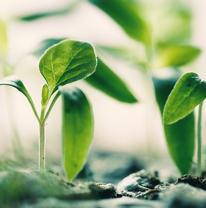 Seedling growing from soil representing clinician-led DBT and MED-DBT training