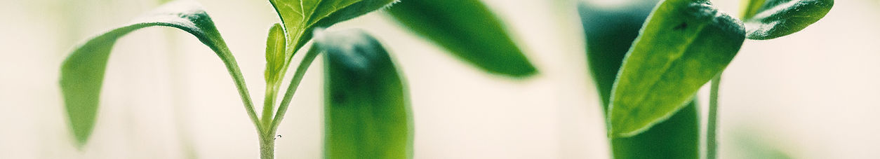 plant