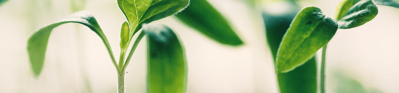 New Growth