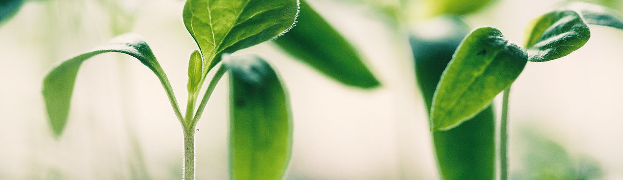 New Growth