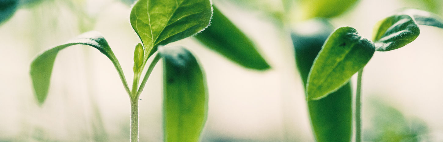 New Growth