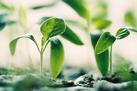 Green Sprouting Plants