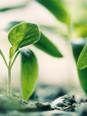 Mindset Makeover: Break Free from Limiting Beliefs using a Growth Mindset