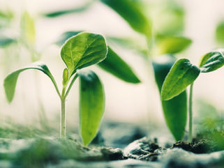 Soil Extinction - the greatest crisis of our times