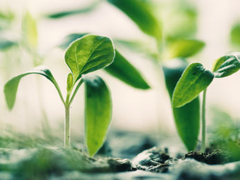 8 Career Opportunities from the Green Recovery Plan
