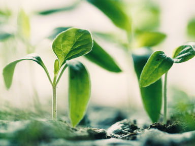 Super Soil - How to understand and work with your soil type