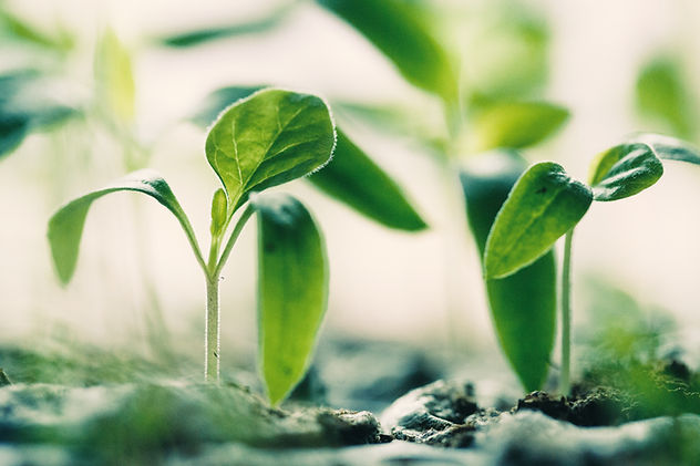 Green Sprouting Plants