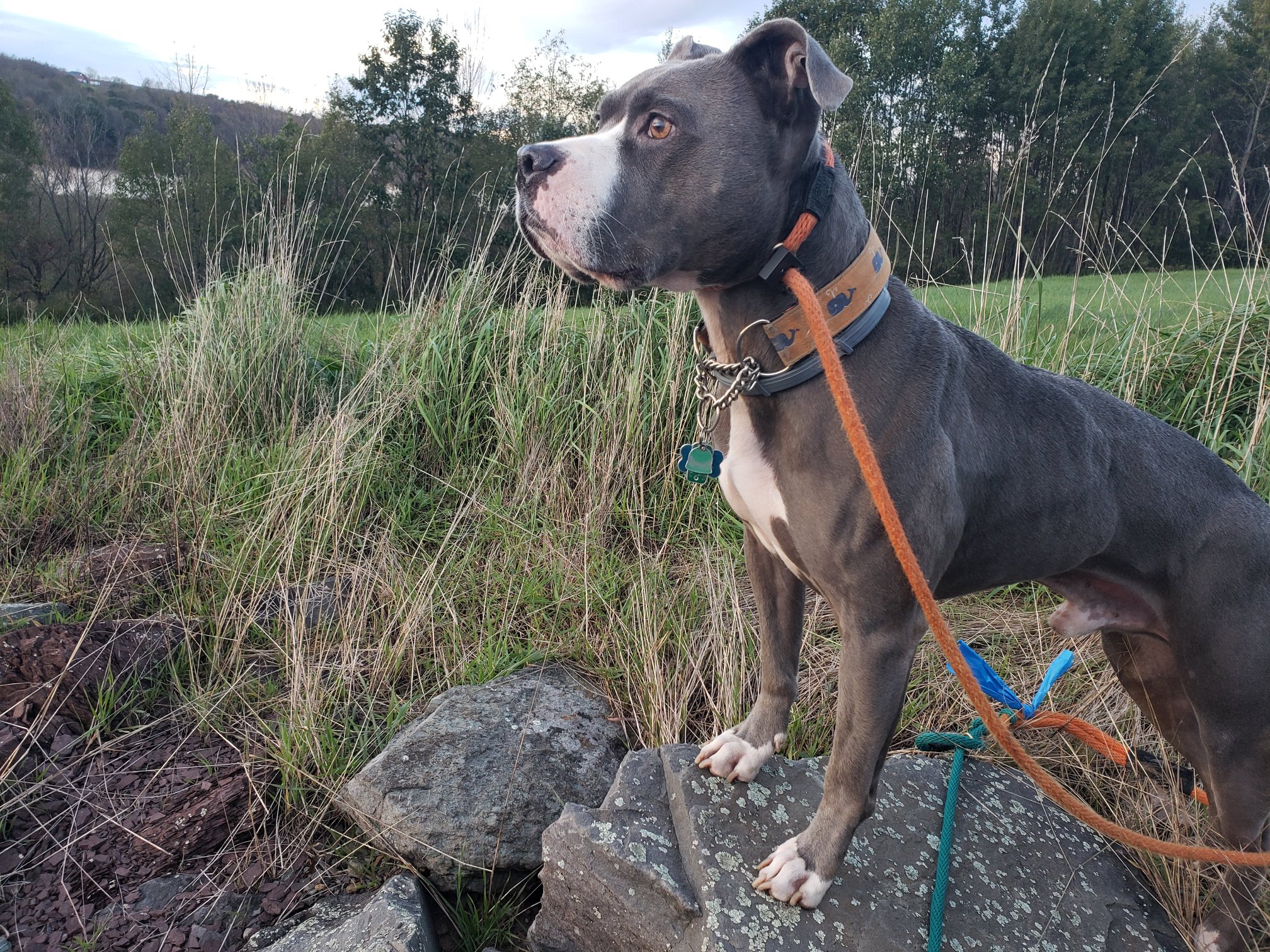 chris carr dog trainer