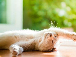 El arte de no hacer nada.