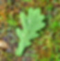 Oak Leaf and Raindrops.jpeg