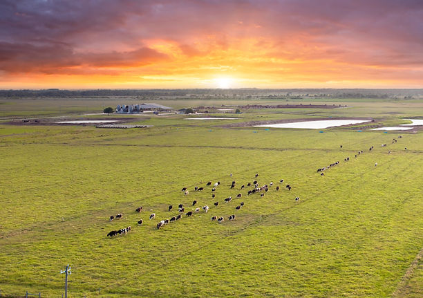 Herd of dairy cattle grazing in pasture field at farm barn. Milk cows on farm grassland in